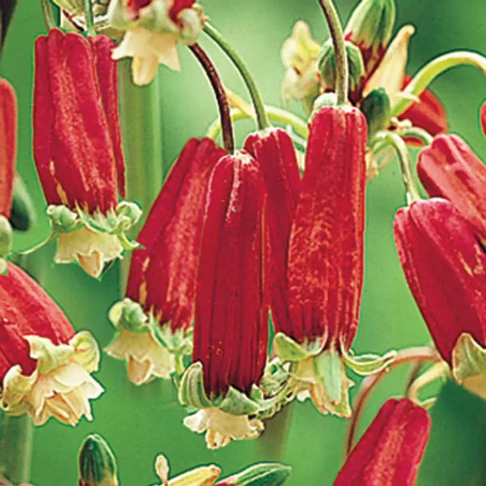 Firecracker Flower - Image 2