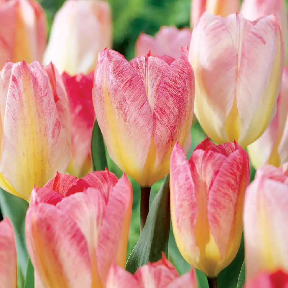 Fosteriana Tulip Flaming Purissima