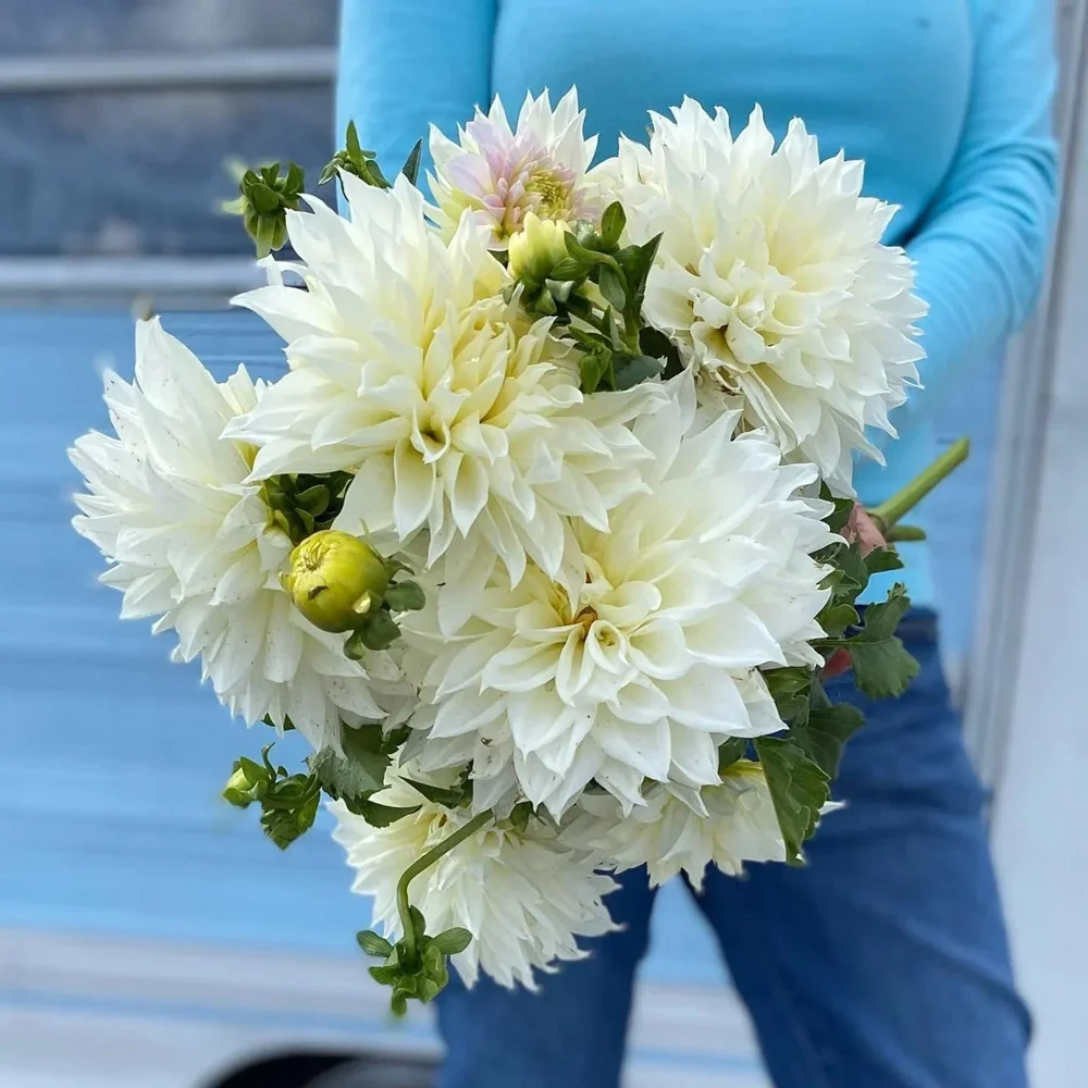Giant Dinnerplate Dahlia Fleurel® - Image 2