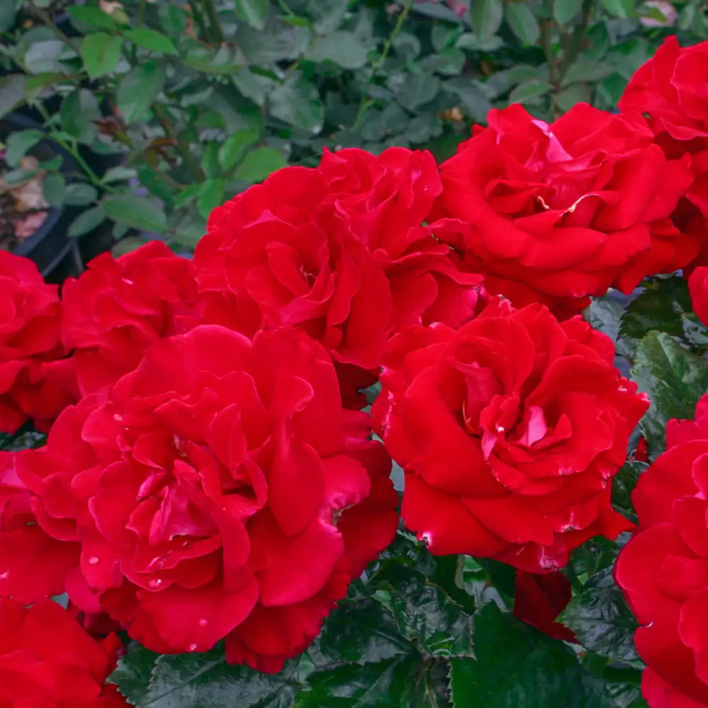 Floribunda Rose Drop Dead Red™ - Image 2
