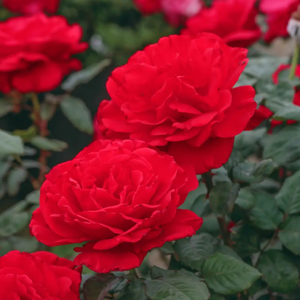 Floribunda Rose Drop Dead Red™ - Image 3