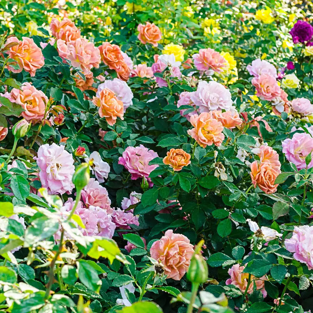 Floribunda Rose Koko Loko™