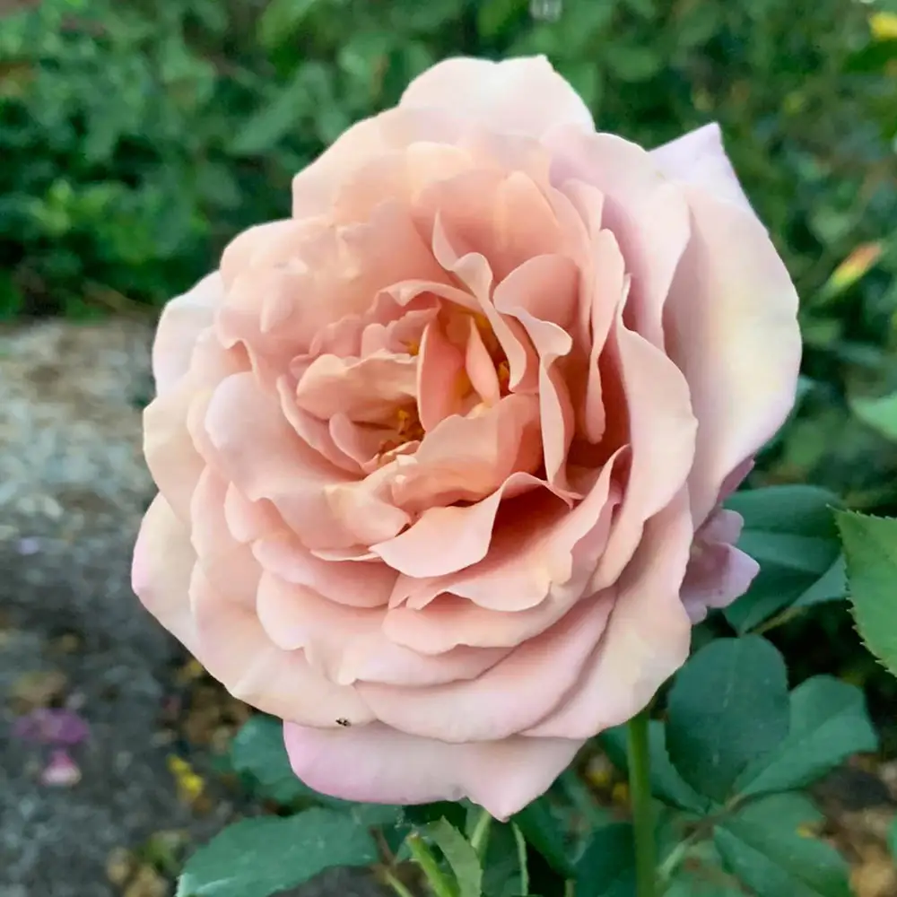 Floribunda Rose Koko Loko™ - Image 3