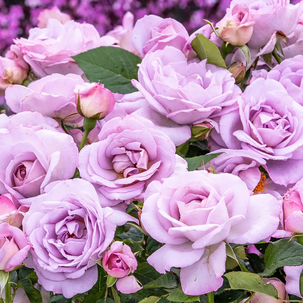 Floribunda Rose Time After Time™
