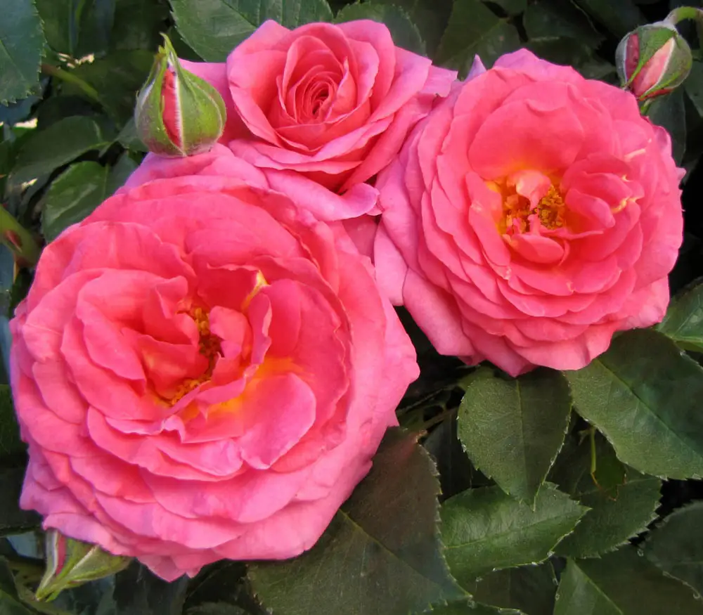 Floribunda Rose Time After Time™ - Image 2