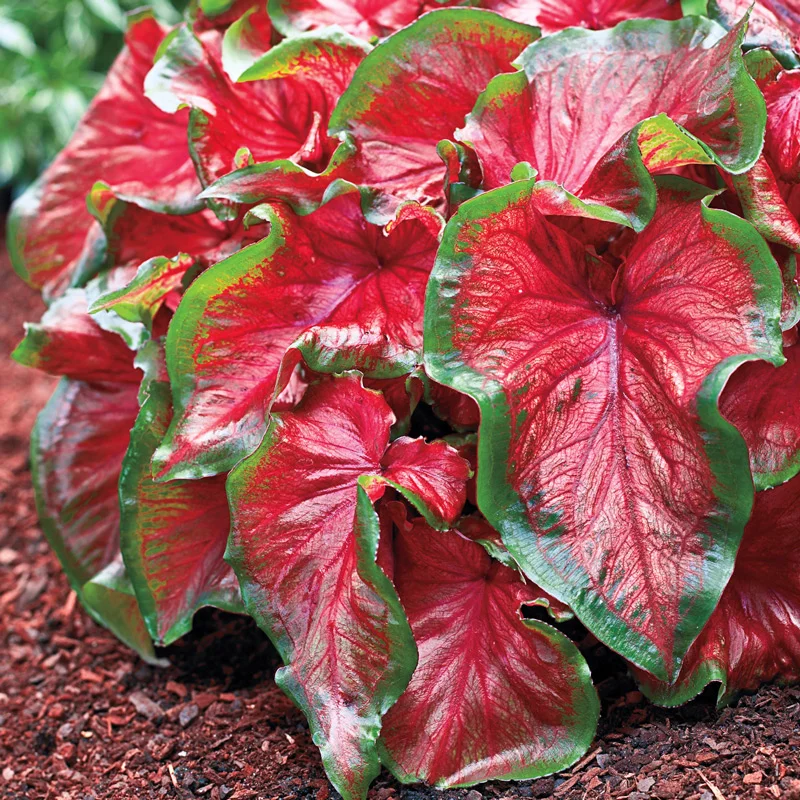 Caladium Florida Cardinal
