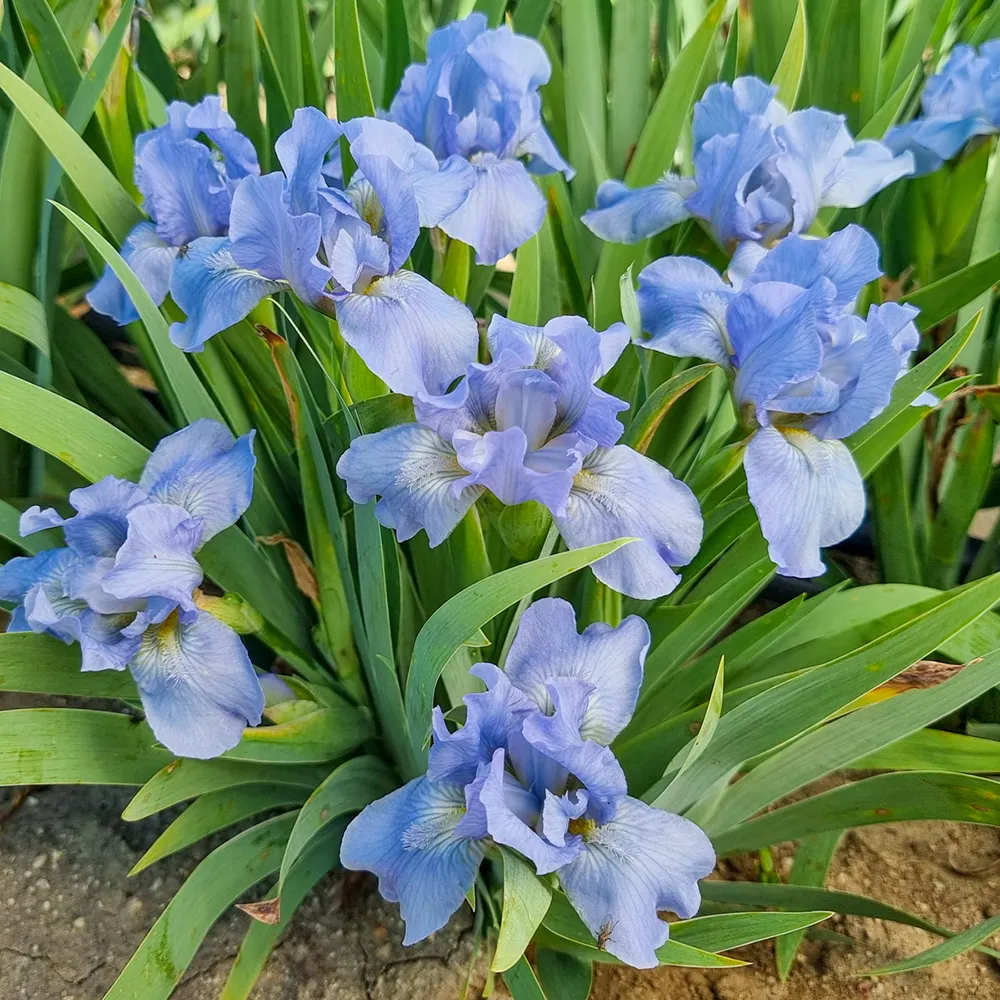 Dwarf German Iris Raindance Returns