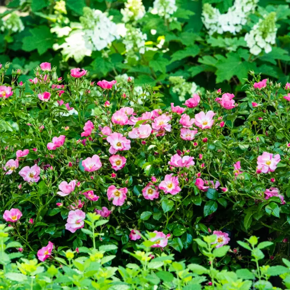 Shrub Rose Forever & Ever® - Image 2