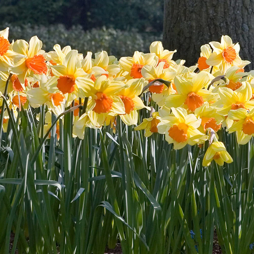 Large Cupped Daffodil Fortissimo - Image 3