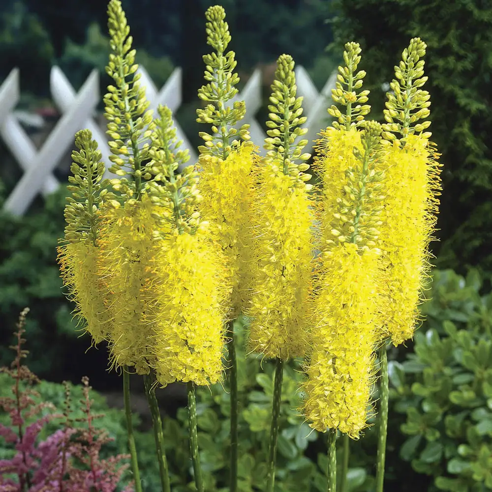 Foxtail Lily - Image 2