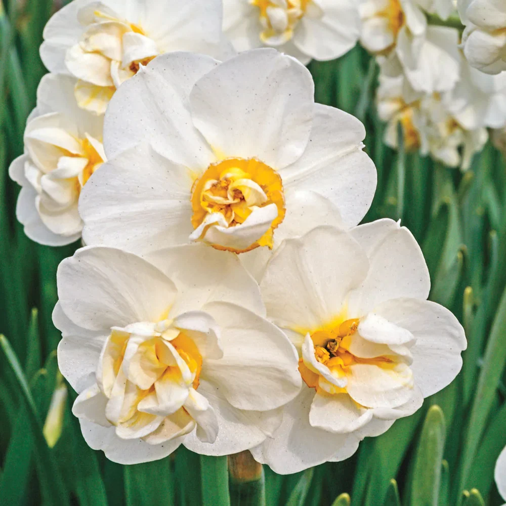 Fragrant Gardenia Daffodil - Image 2