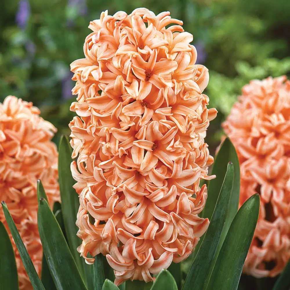 Hyacinth Gipsy Queen