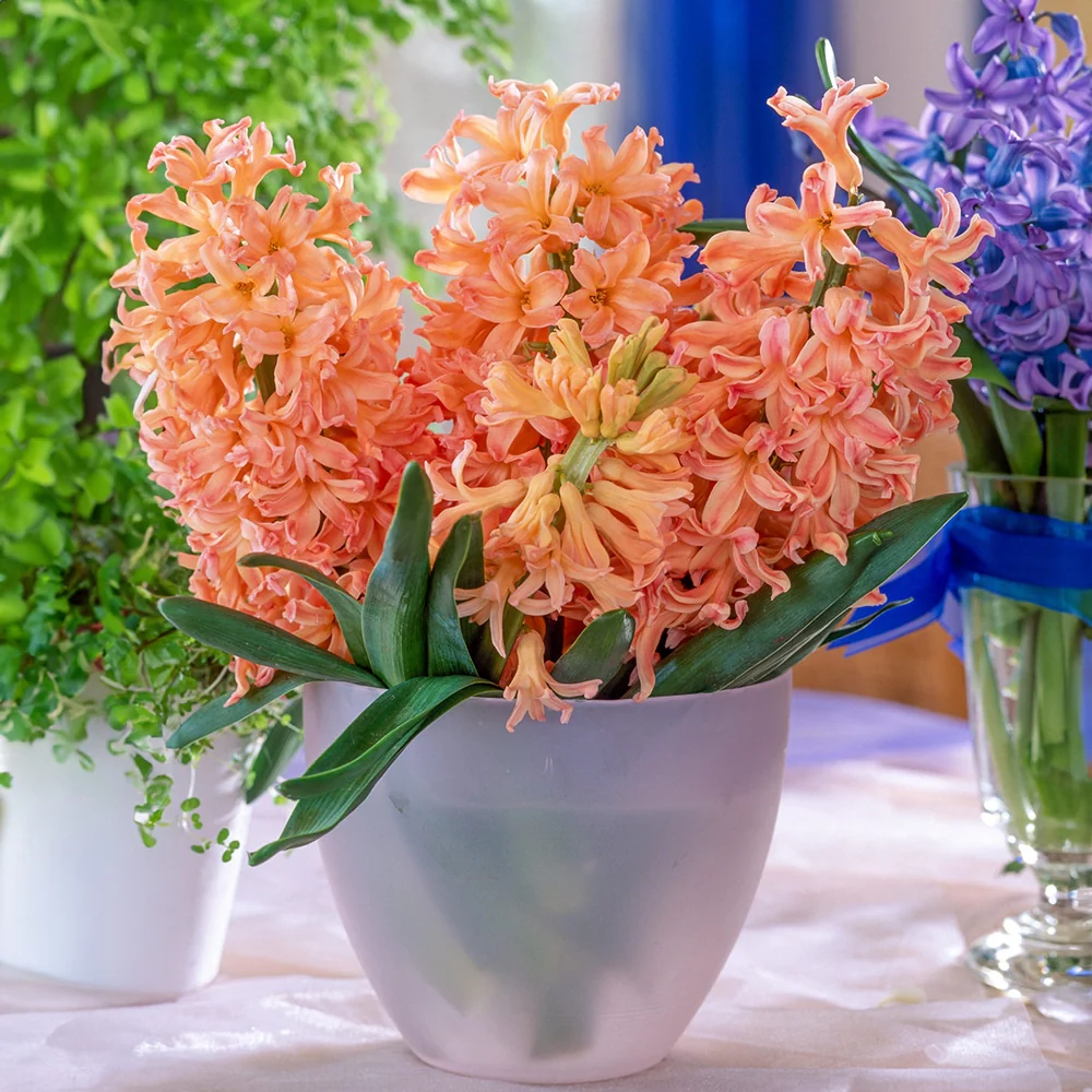 Hyacinth Gipsy Queen - Image 3