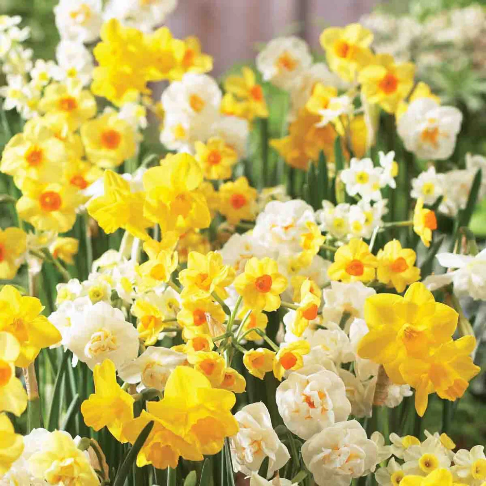 Fragrant Jonquils - Image 2
