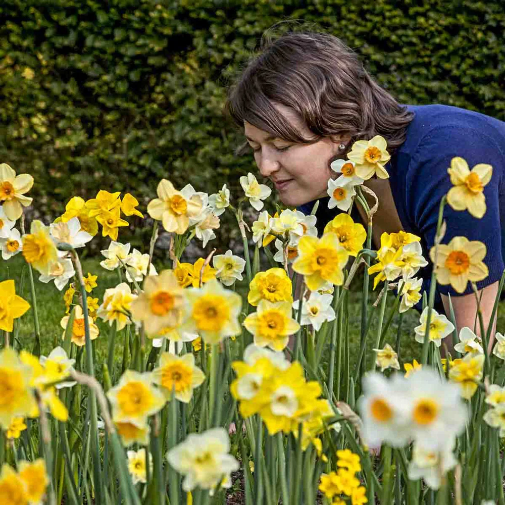 Fragrant Jonquils - Image 3