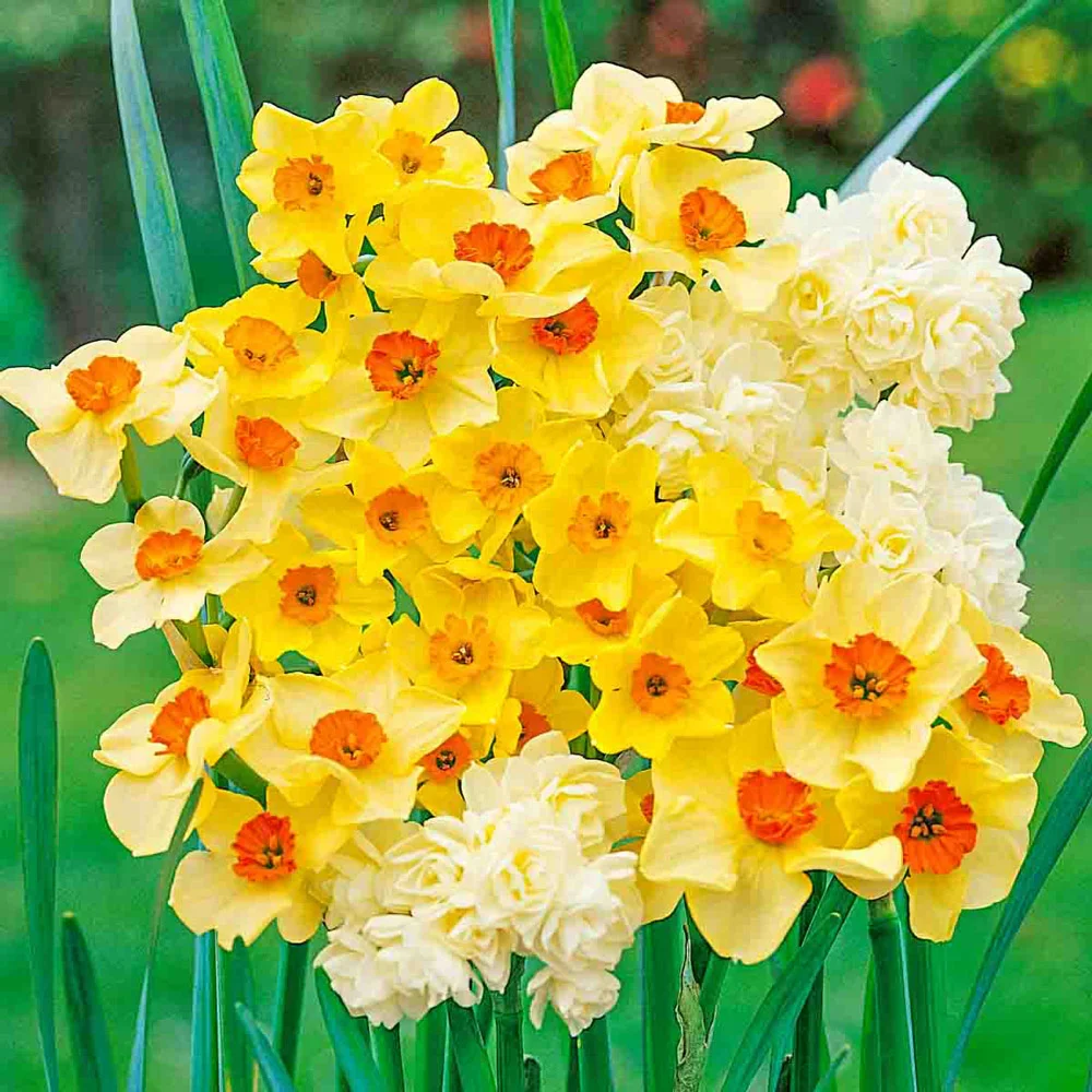 Fragrant Jonquils - Image 4