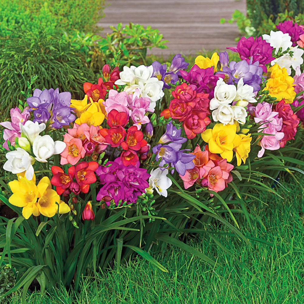 Freesia Mix - Image 2