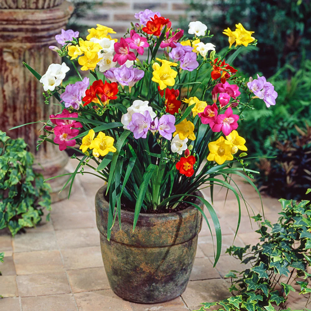 Freesia Mix - Image 4