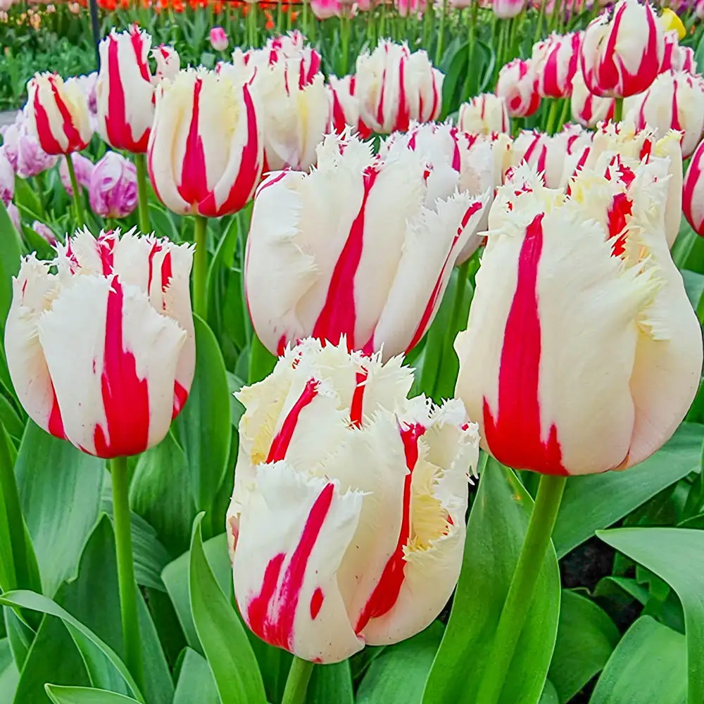 Fringed Tulip Burning Fire - Image 2