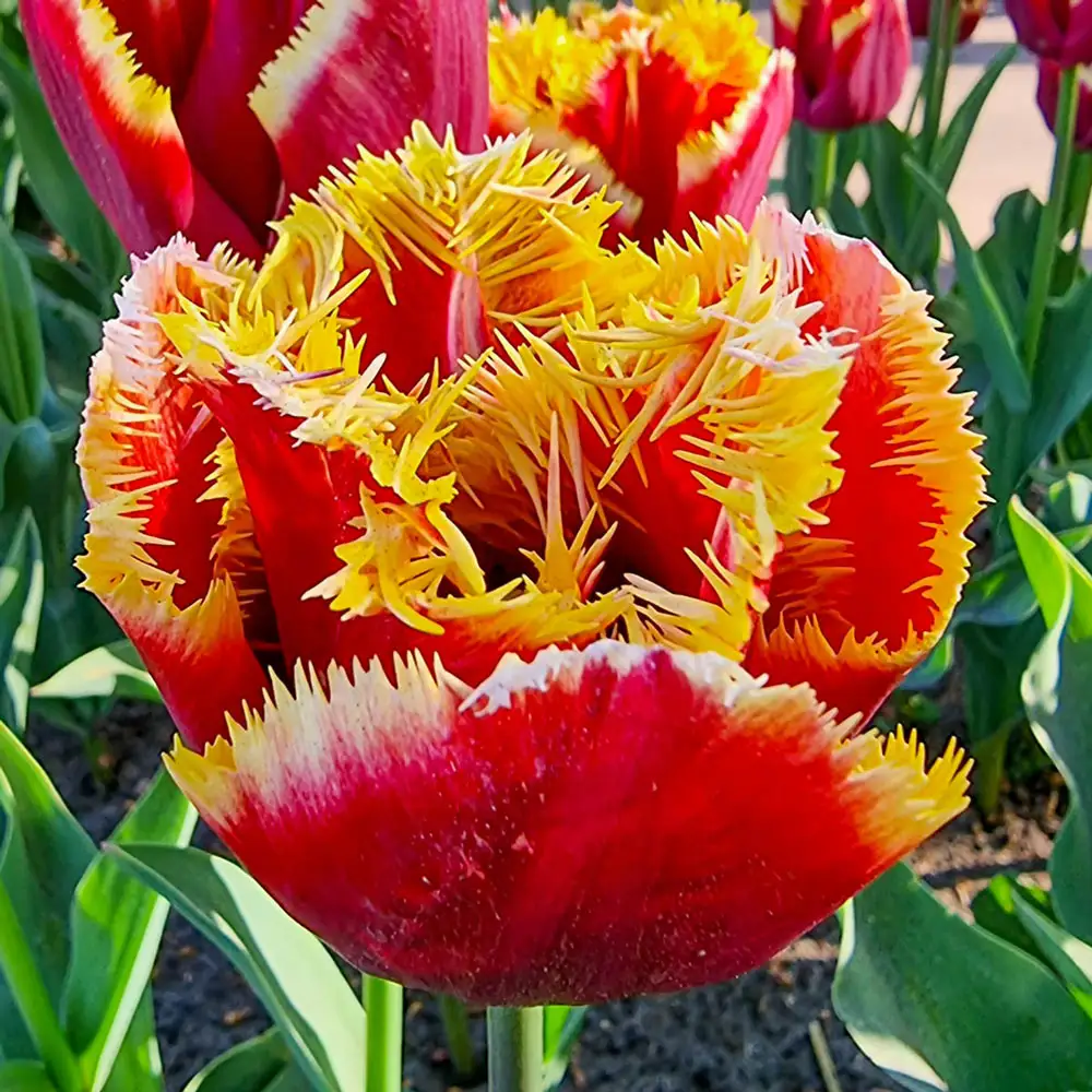 Fringed Tulip Mercure - Image 3