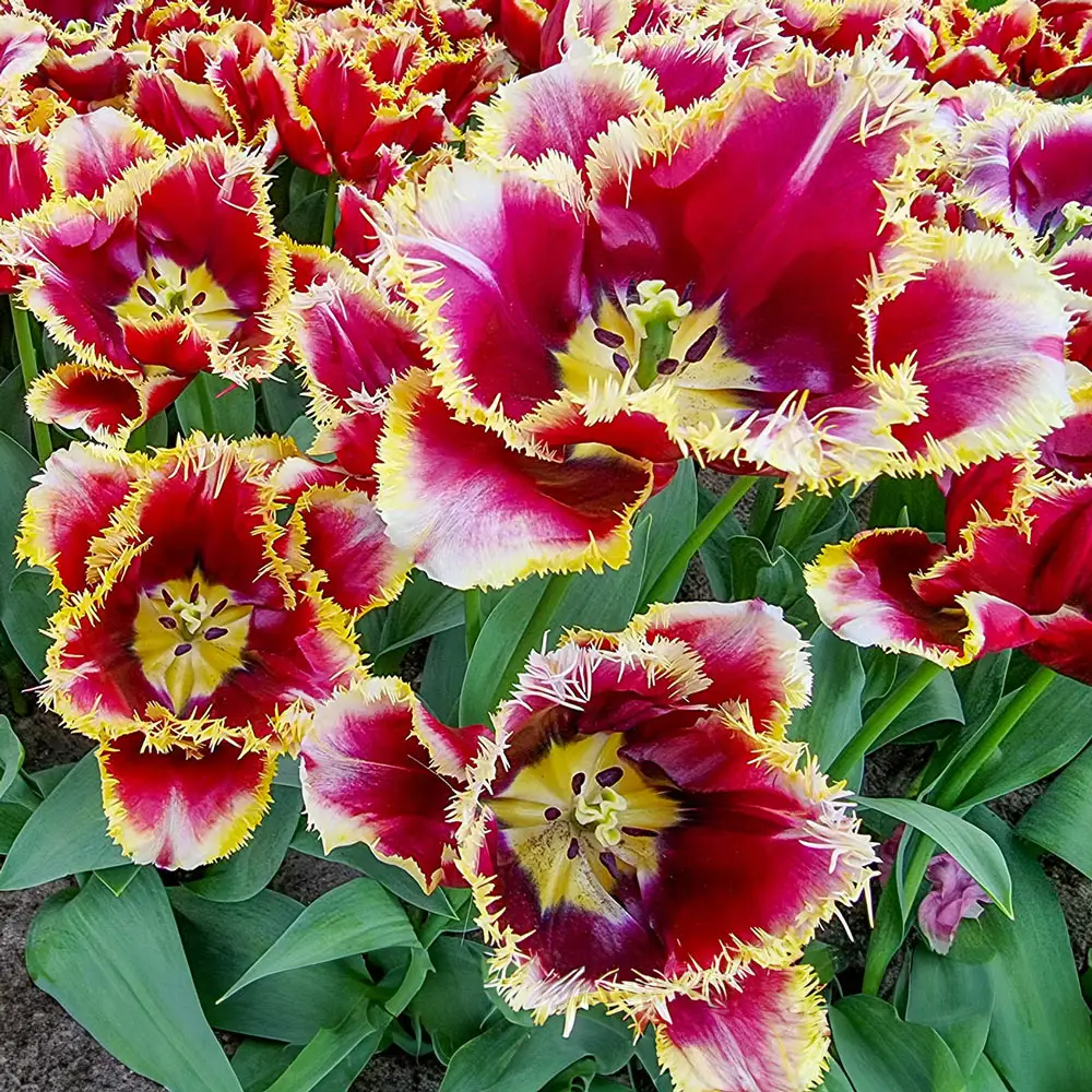 Fringed Tulip Mercure - Image 4