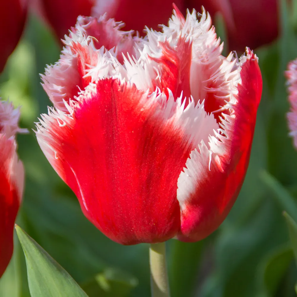 Fringed Tulip New Santa - Image 4