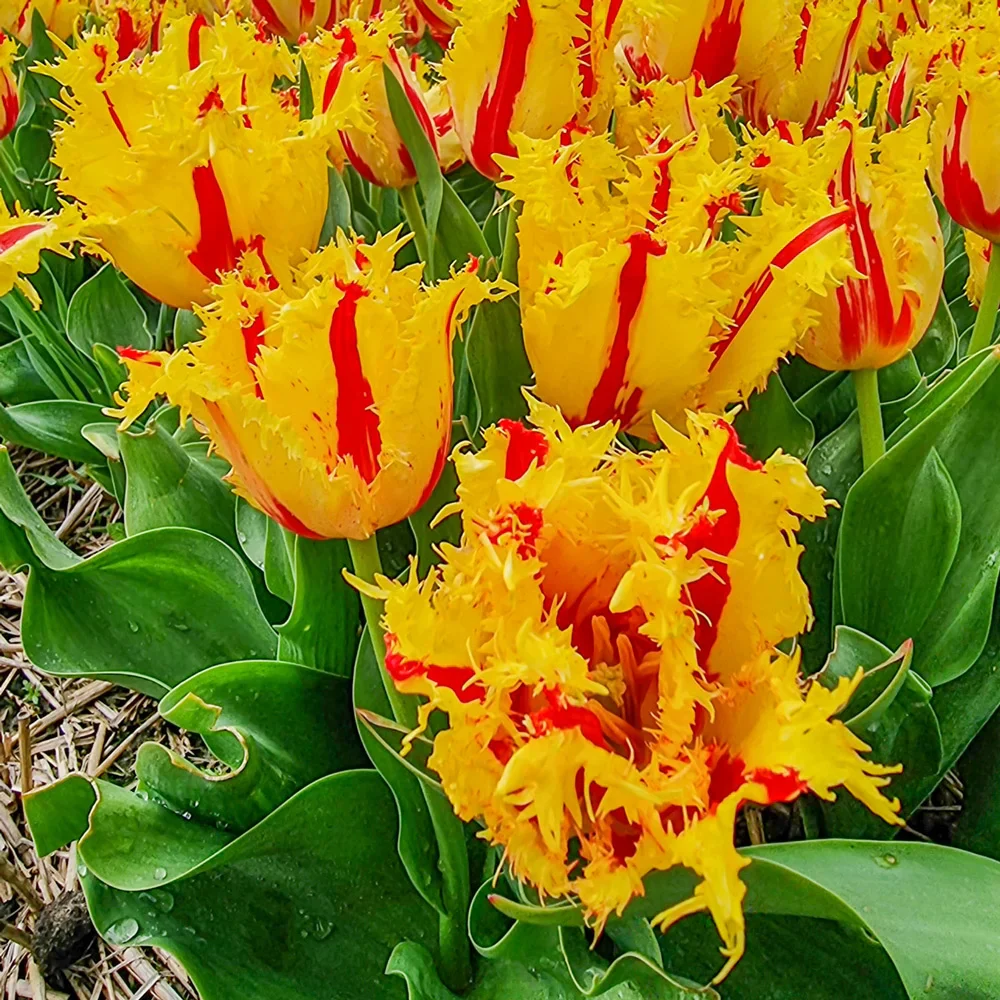 Fringed Tulip Phantom - Image 2
