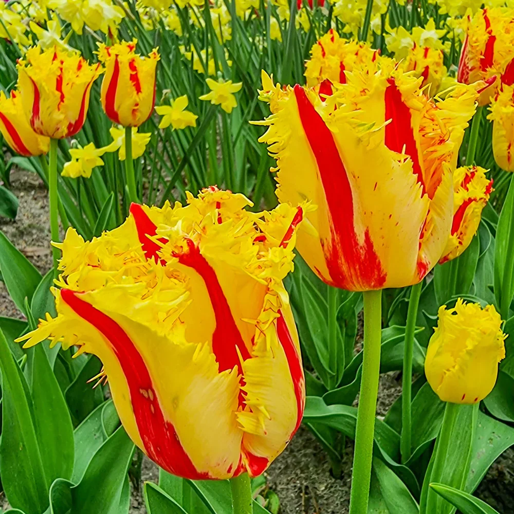 Fringed Tulip Phantom - Image 3