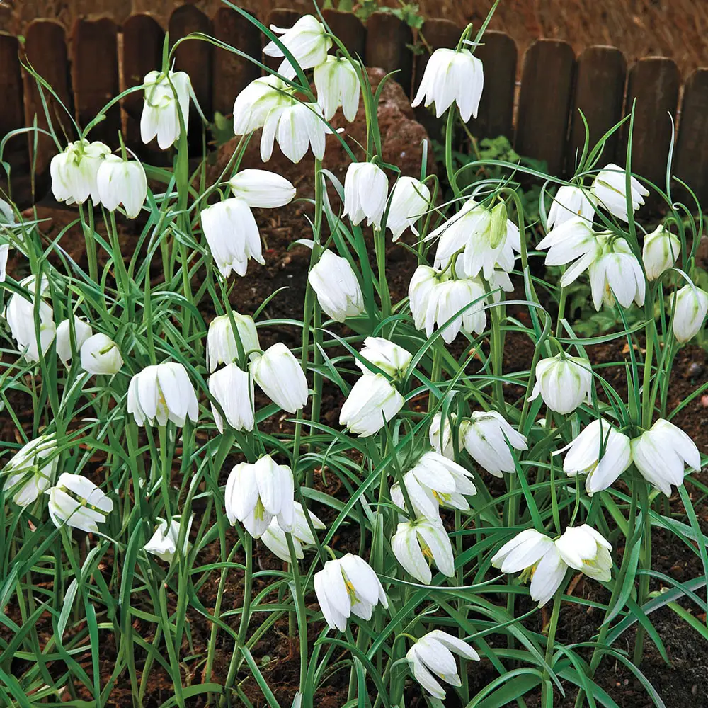 Fritillaria meleagris Alba - Image 4