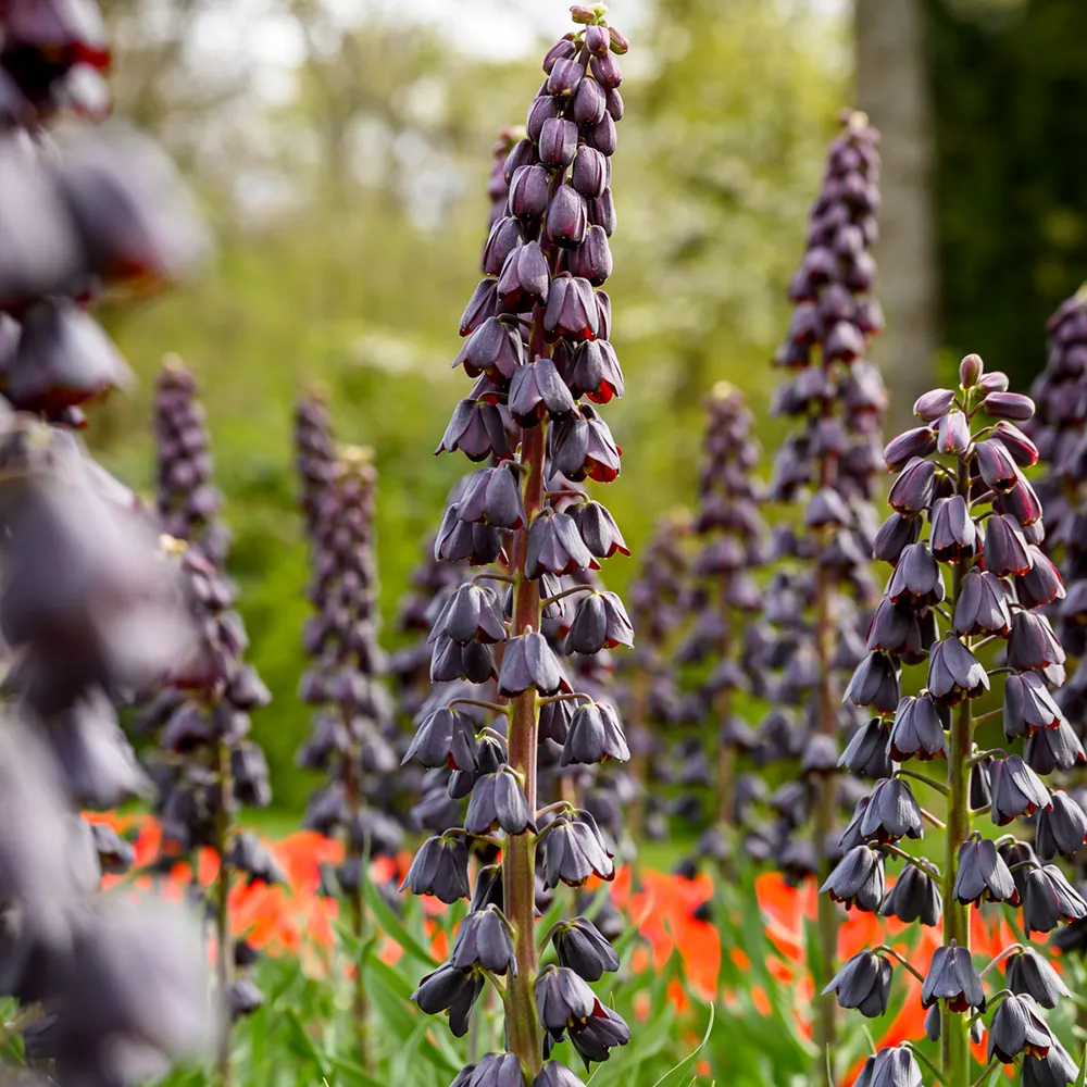 Fritillaria persica