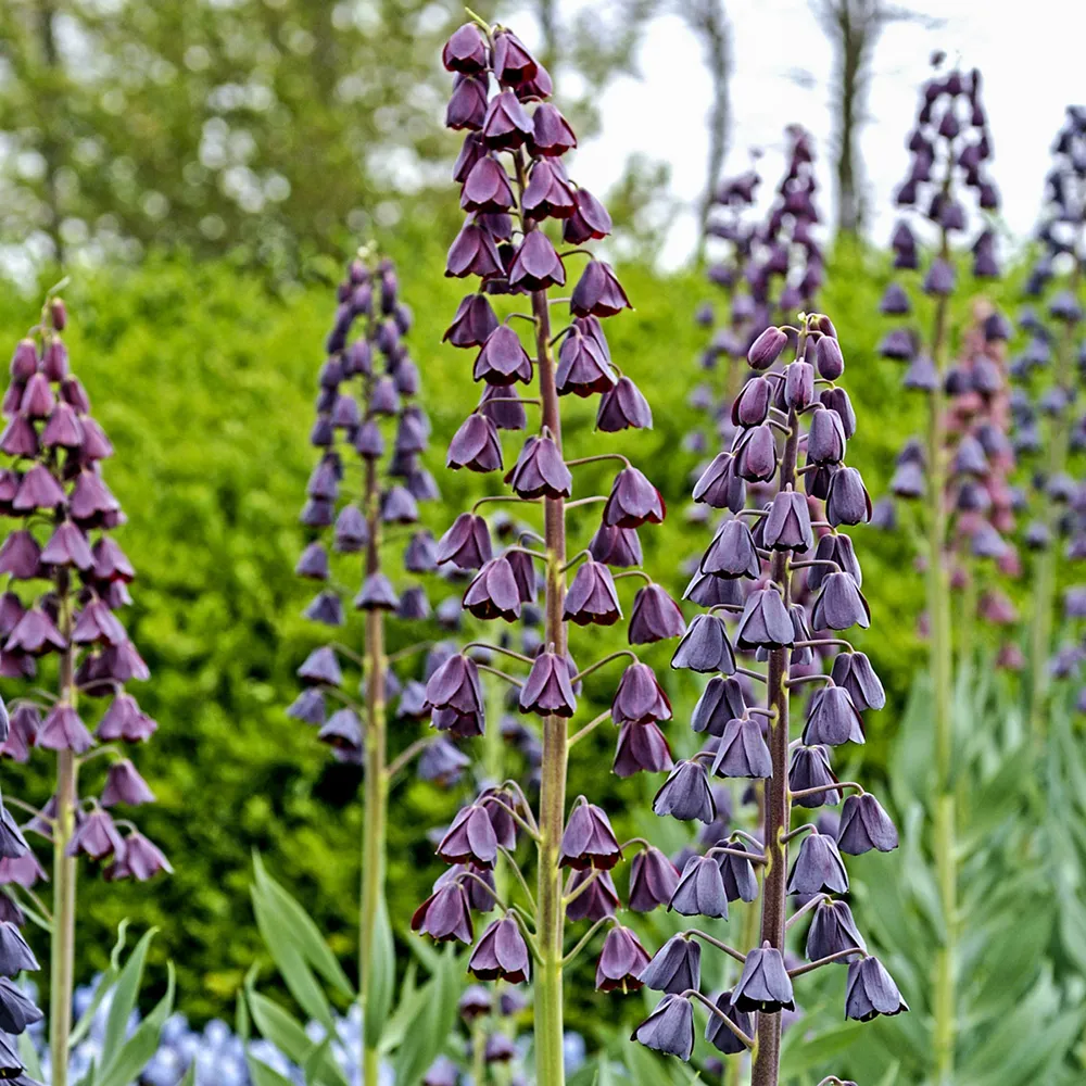 Fritillaria persica - Image 5