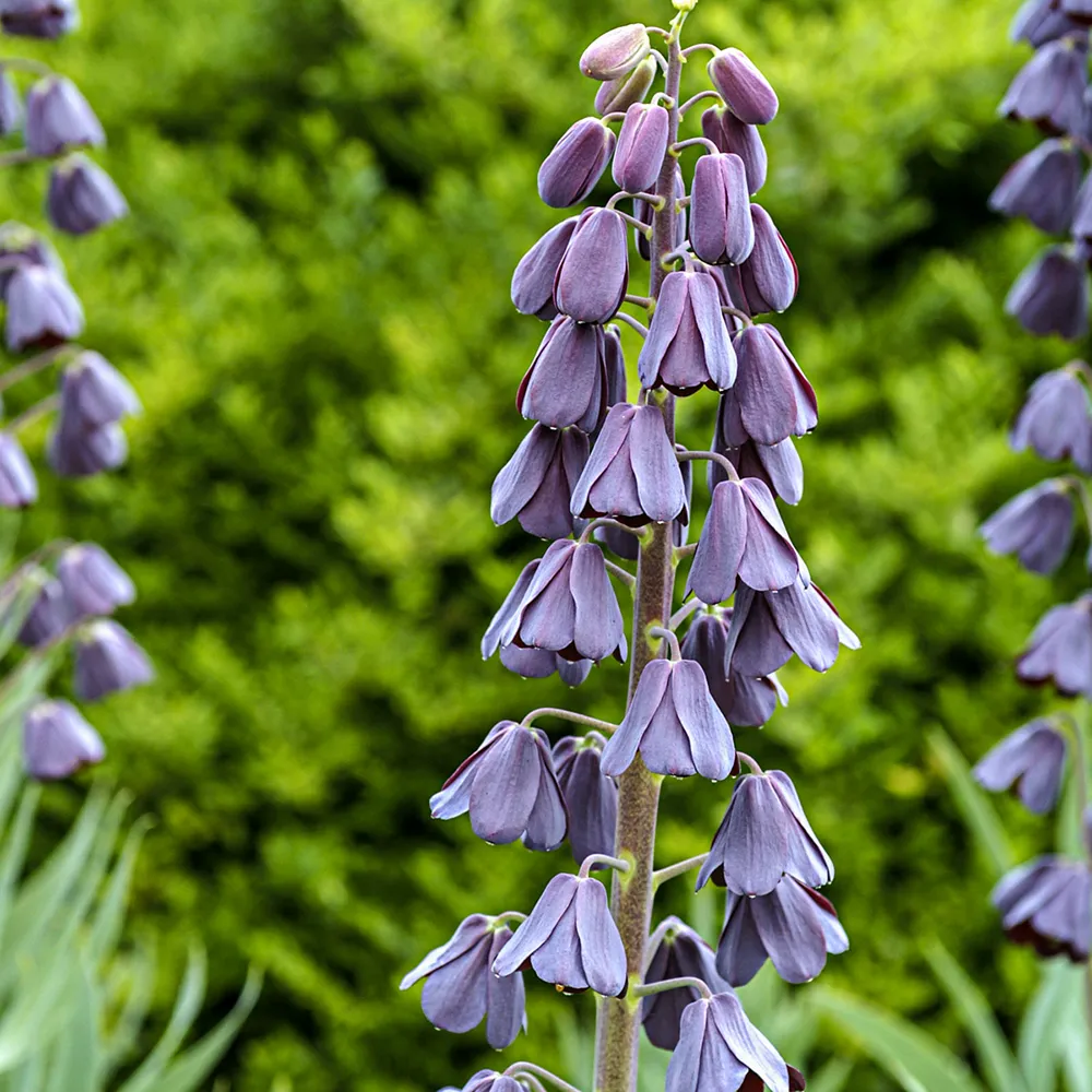 Fritillaria persica - Image 6