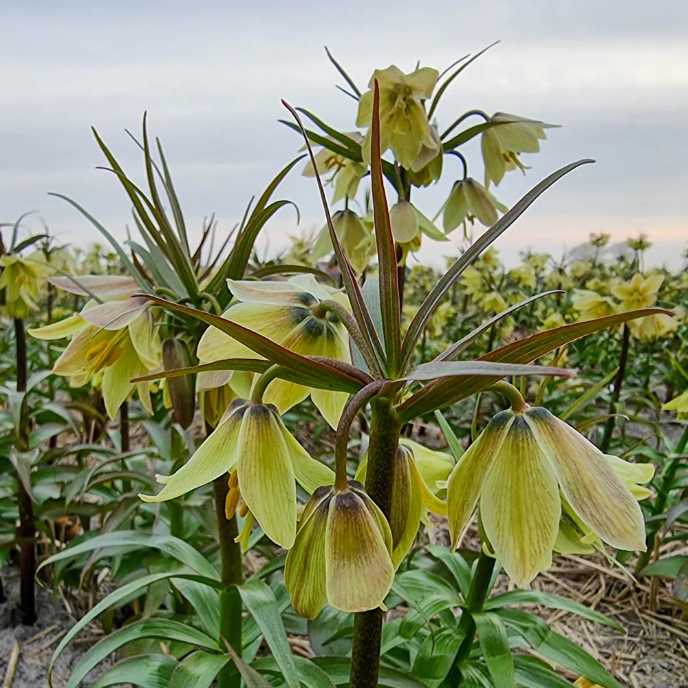 Fritillaria raddeana - Image 3