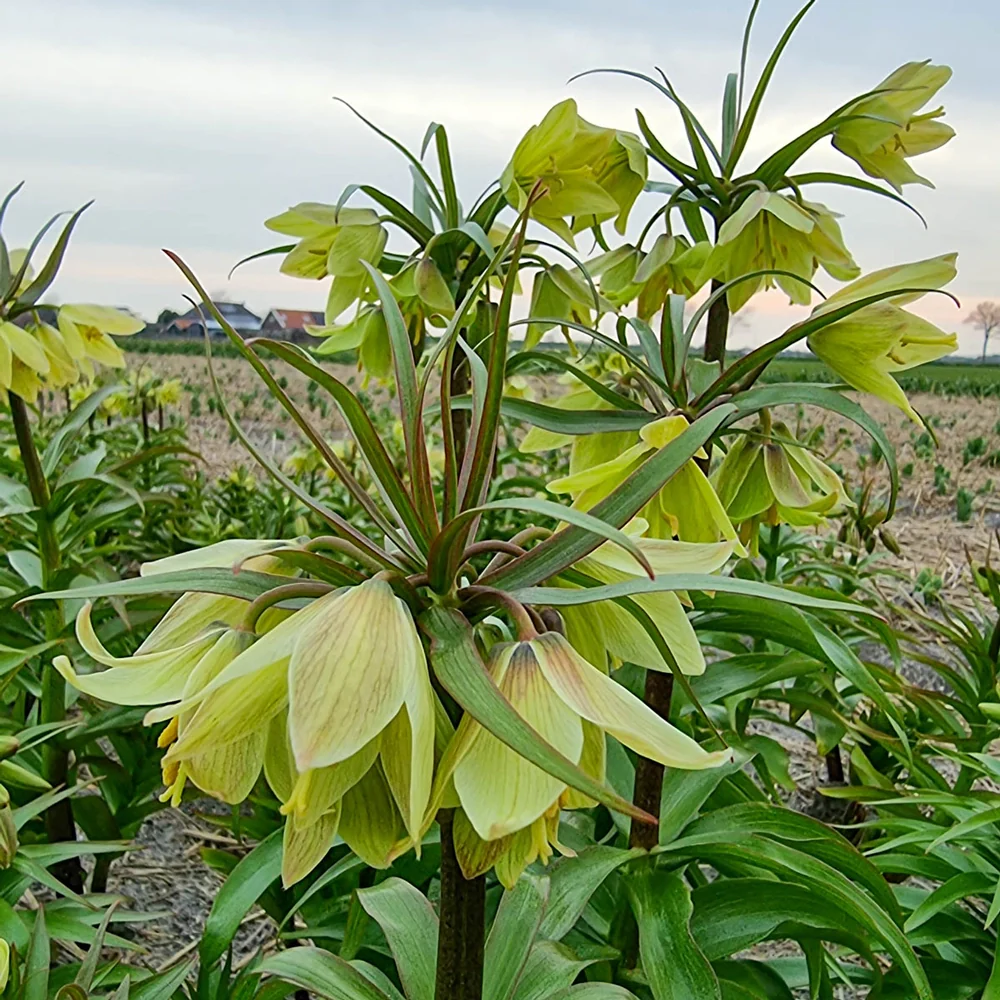 Fritillaria raddeana - Image 4