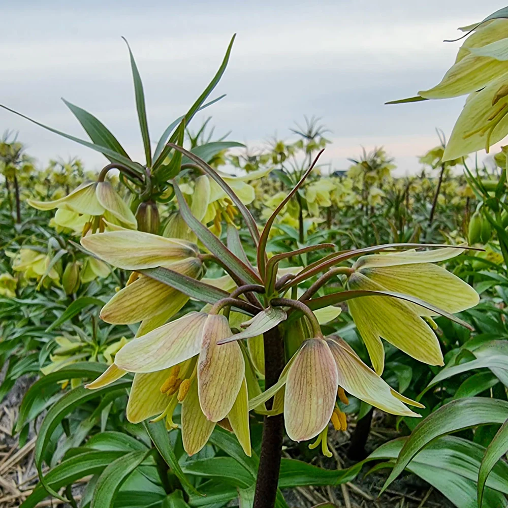 Fritillaria raddeana - Image 5