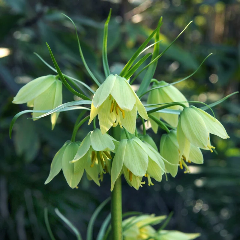 Fritillaria raddeana - Image 7