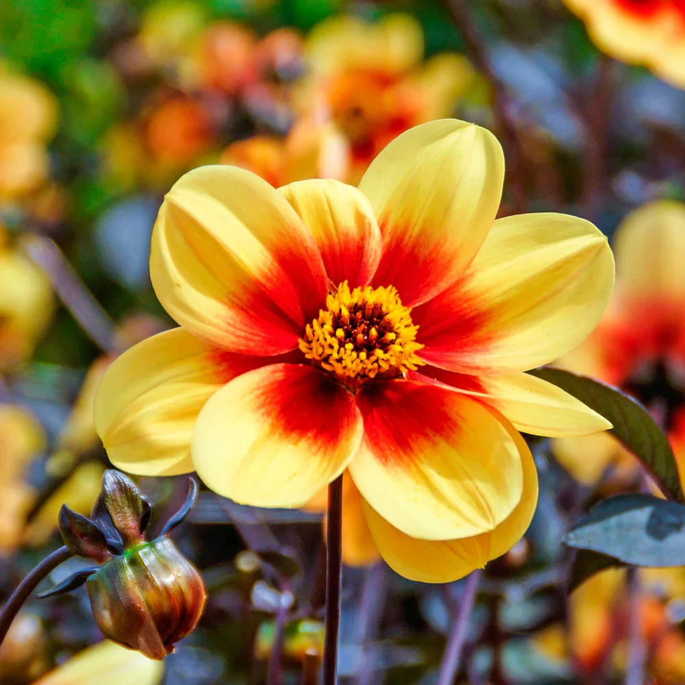 Dark-Leafed Sunshine Dahlia