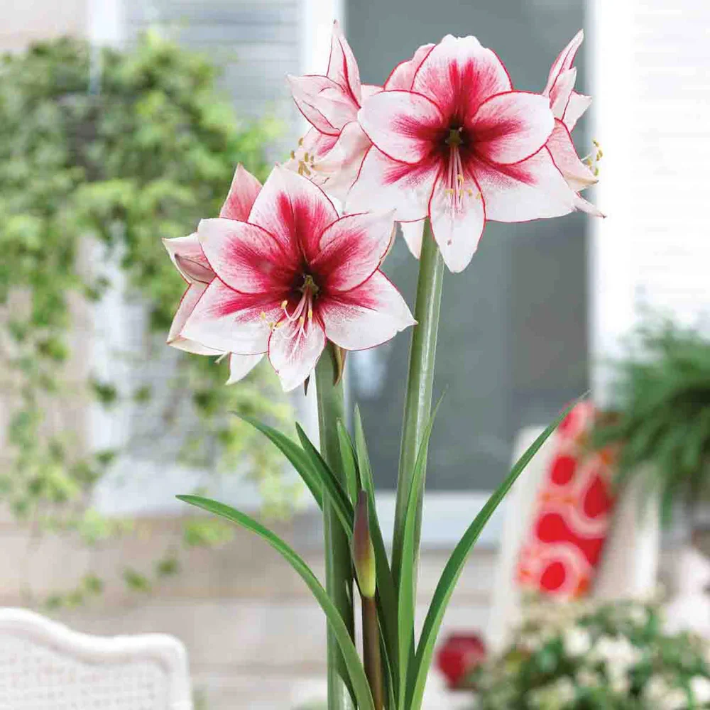 Jumbo Dutch Amaryllis Temptation - Image 3