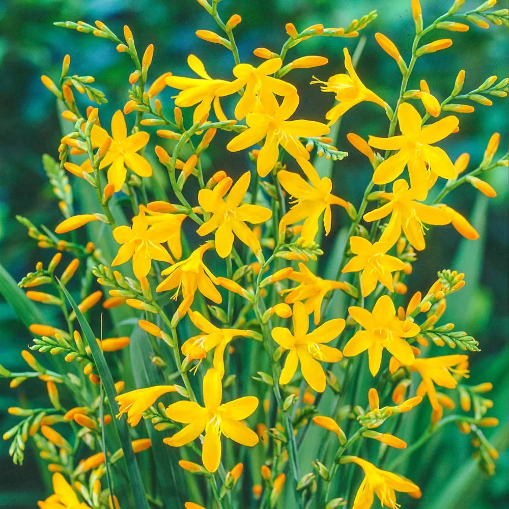 Crocosmia George Davison - Image 3