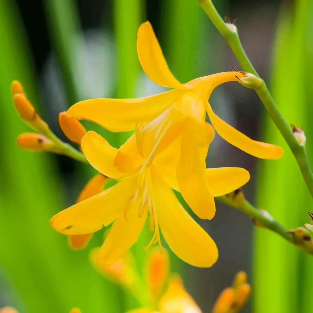 Crocosmia George Davison - Image 4