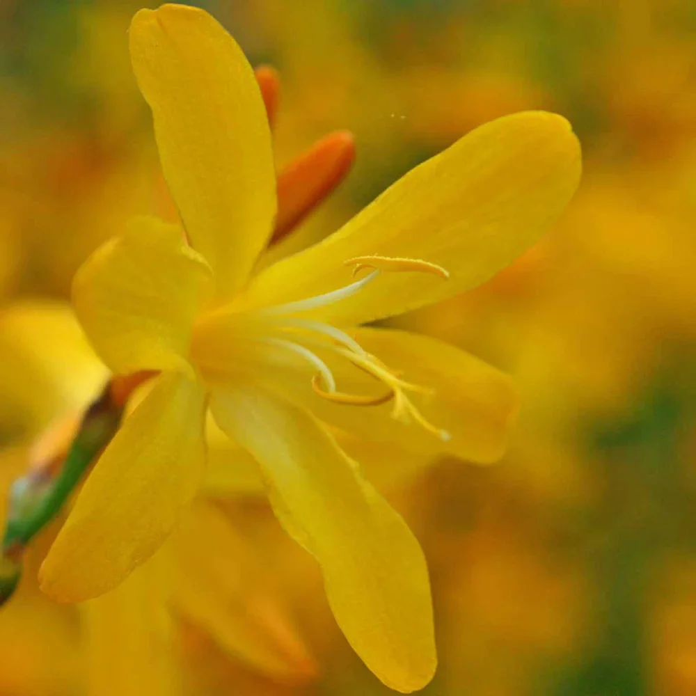 Crocosmia George Davison - Image 5