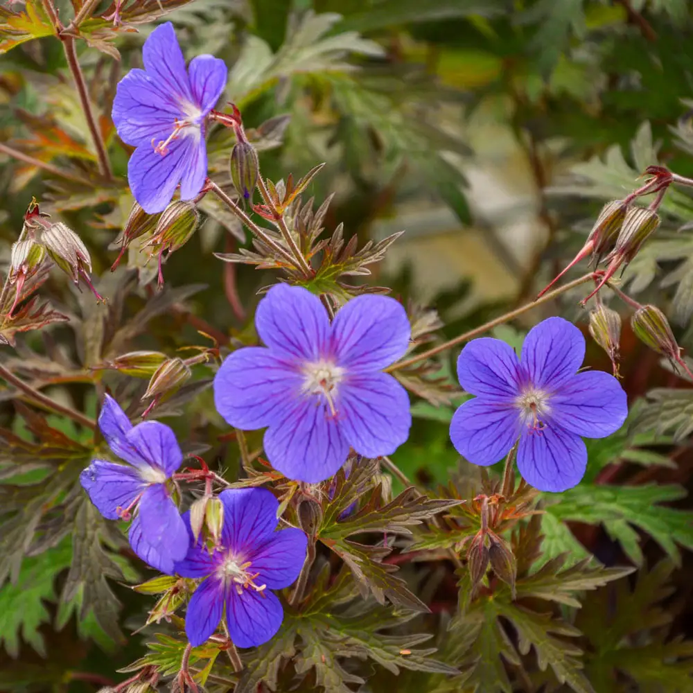 Geranium Kaya® - Image 2