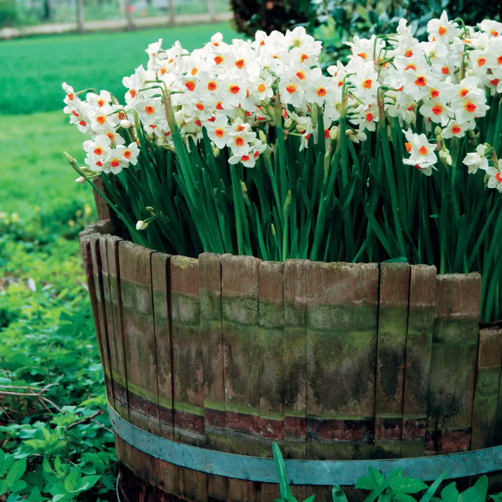 Tazetta Daffodil Geranium