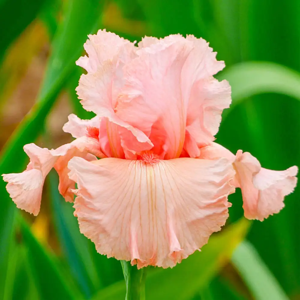 German Iris Angel's Rest