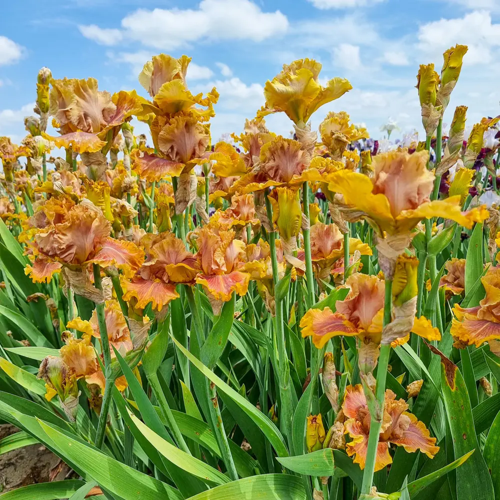 German Iris Candied Ginger - Image 2
