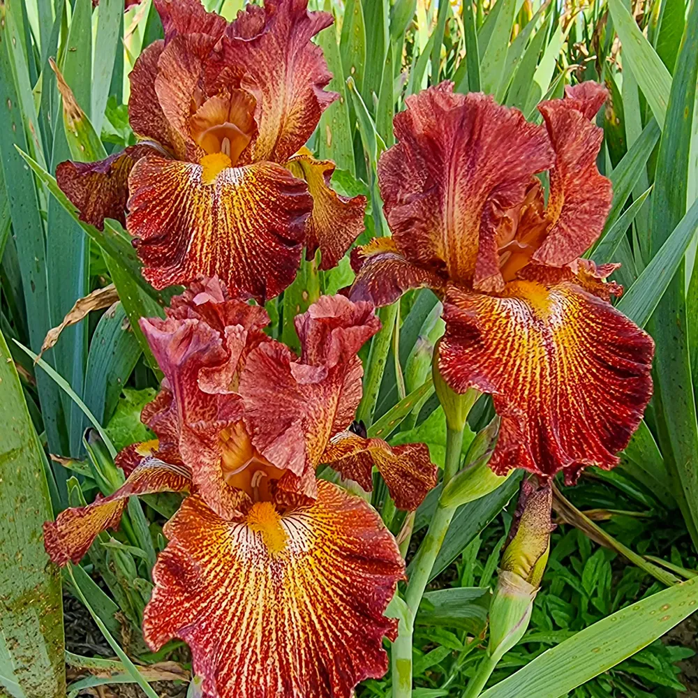 German Iris Dash of Spice