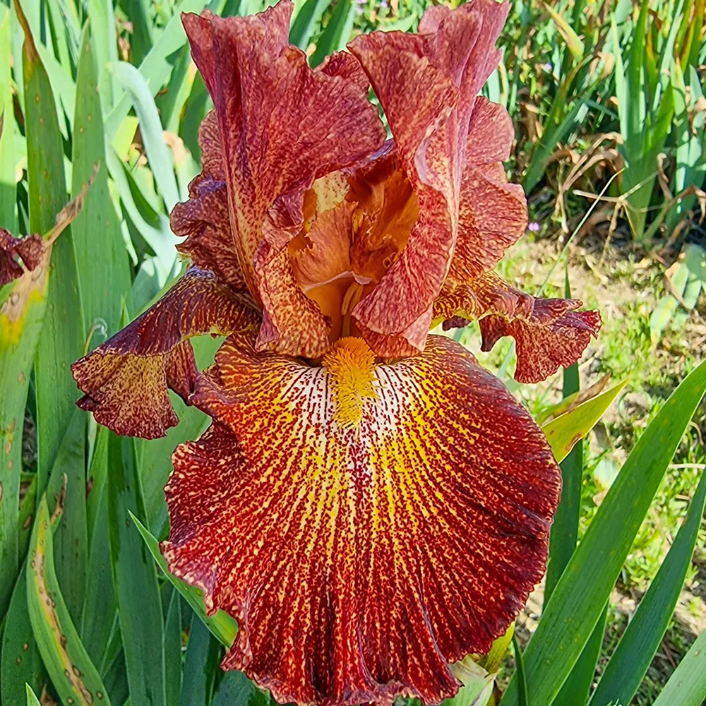 German Iris Dash of Spice - Image 2