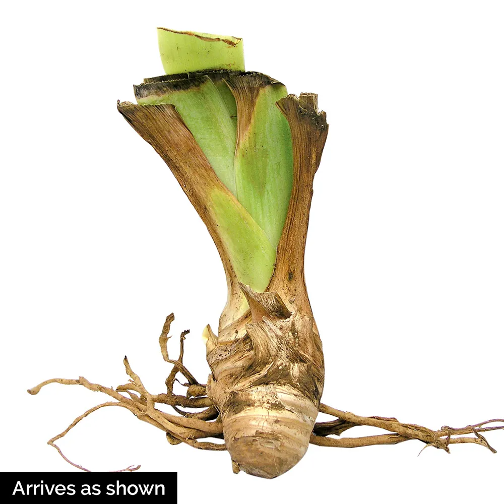 German Iris Discovered Treasure - Image 3
