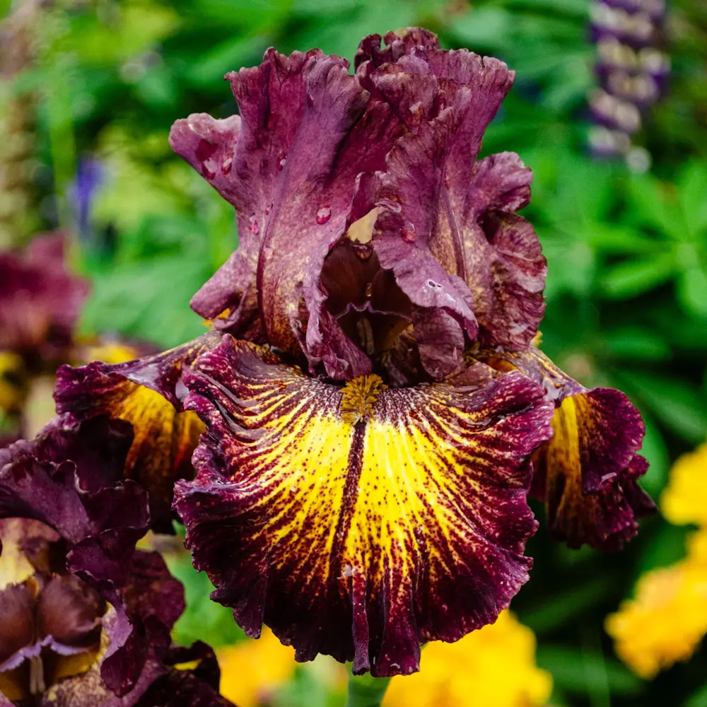 German Iris High Octane - Image 2
