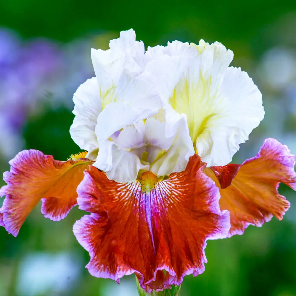 German Iris Lady Leigh - Image 2